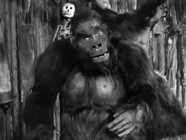 The Three Stooges - Three Missing Links (1938)